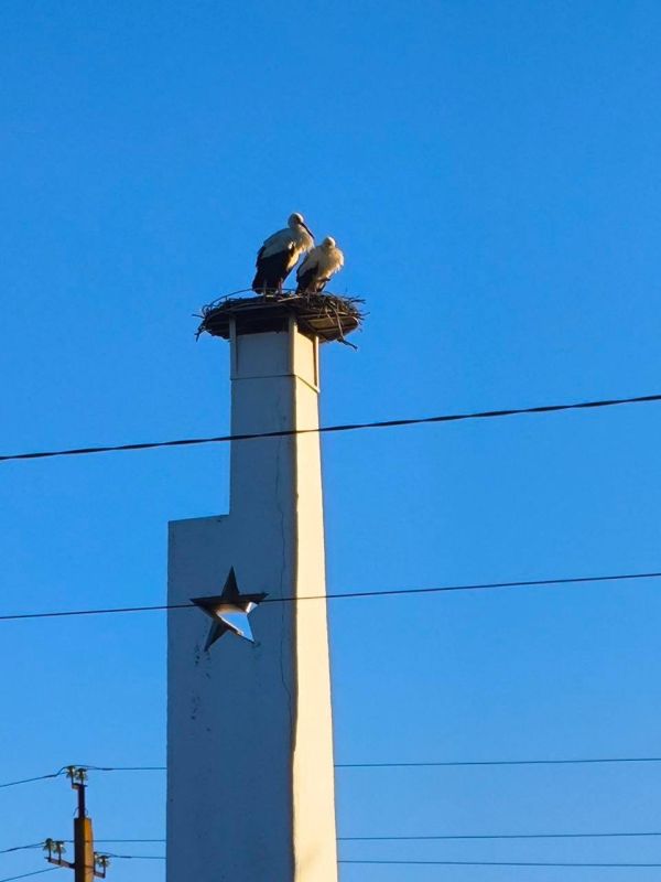 Семья аистов вернулась после зимовки в Станицу Луганскую и свила гнездо для нового потомства Местные жители говорят: примета хорошая