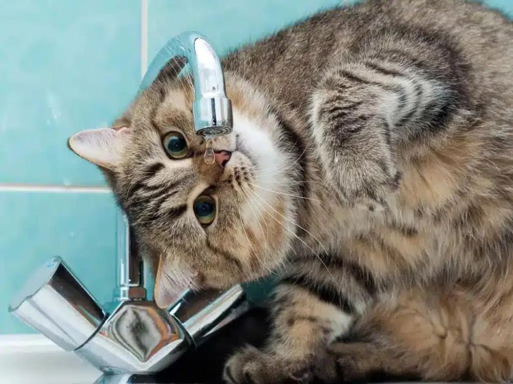 ��������! ���������� ����. ��������������� ��������� ����������� "�����������" ������� ������, �� ������� 28 ����� �������� ������� � ������ ���� ��-�� ��������� �����