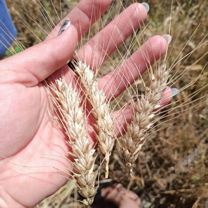 ������� ��������� �������� ���������� ������� ���������� � ������� ��������, �������� ������������ ����� �� ��� ������ ��������� ������������� ������