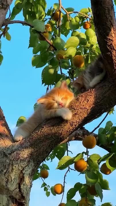 ������ ������ ����������� ������� � ��� ������� ���