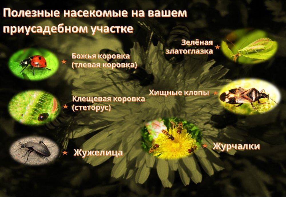 �������� ��������� �� ����� ������������ �������