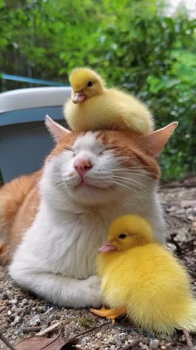 ������������� ������ ���� � ��� �������