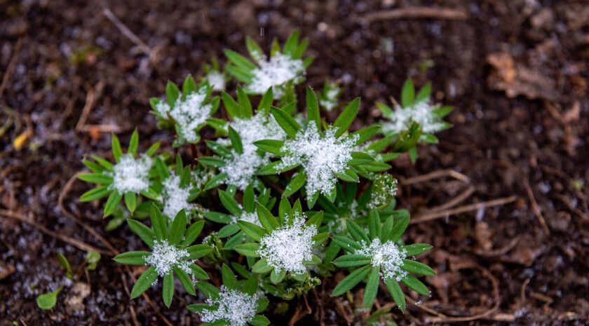 ��������������� ���������, ��� �������� �������� � ������� �� ����������