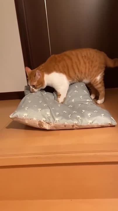 ����-���� �� �����: ���� �������� ������ ���