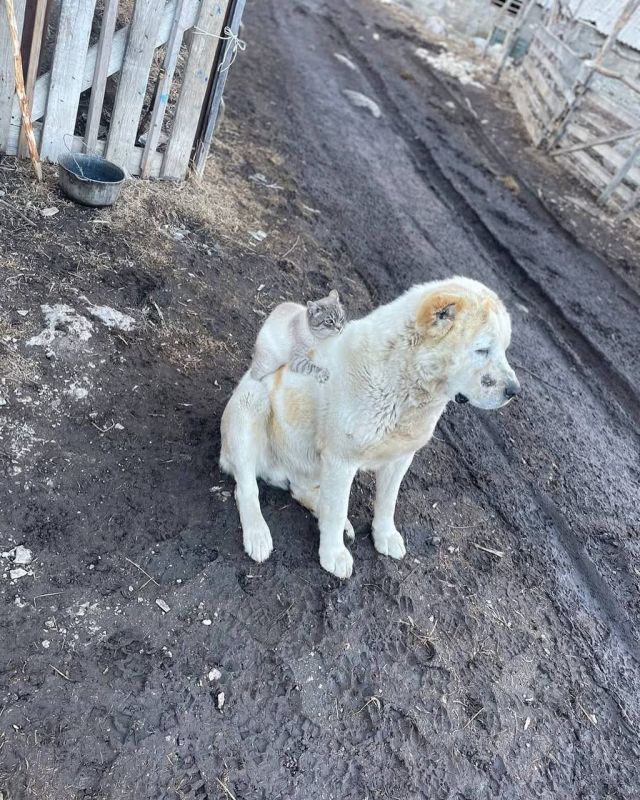 ������ ���. ���� �������� �� ���������-�������� ������ ��� ������ ���