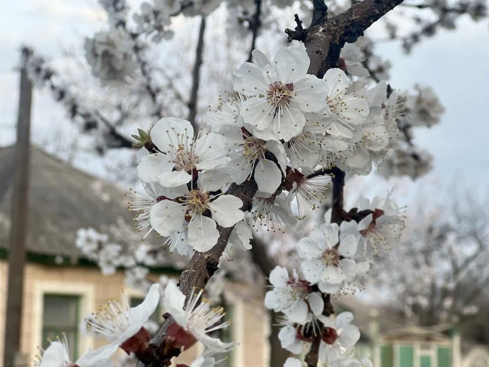 Заморозки и небольшой дождь прогнозируют синоптики в Луганске 10 апреля