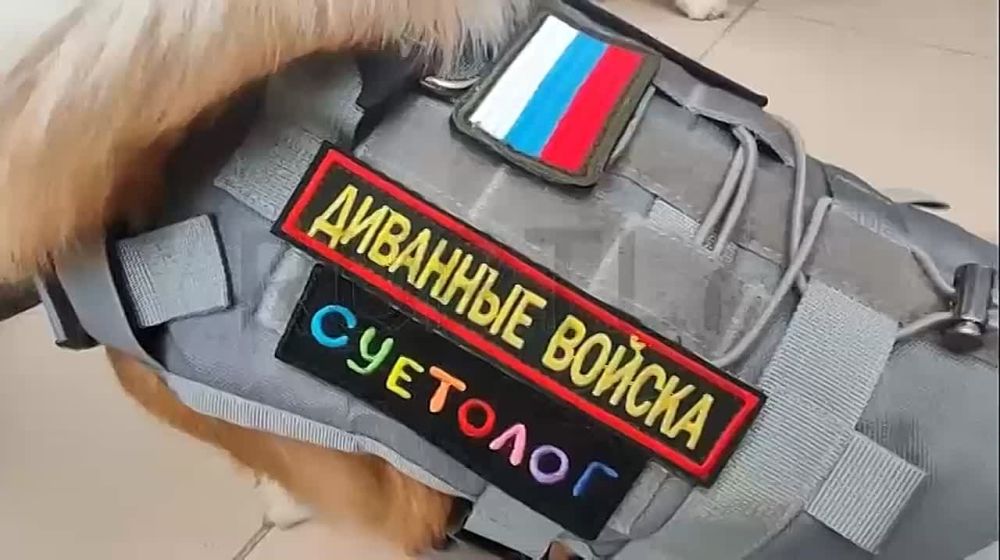 Маленькие хвостики с большим сердцем: корги-отряд «Маруся и друзья» отметил пятилетие