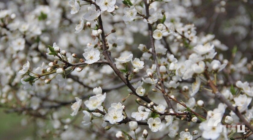 ��������� ���������� � ��� � ������� 13�15 ������ � ���������