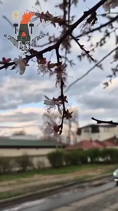 ������ �����, ����� ����