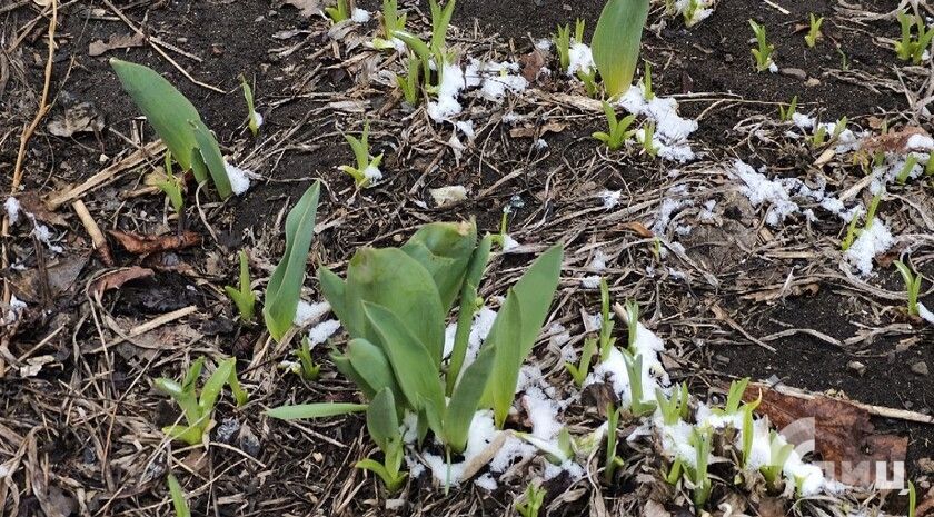Синоптики предупредили о продолжении заморозков, опасных для плодовых культур