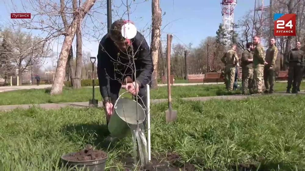 80 деревьев клена высадили в луганском сквере имени Героев Молодой Гвардии