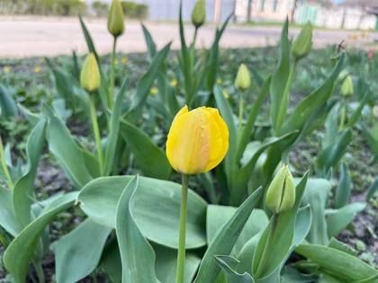 В Луганске потеплеет до +23 градусов 17 апреля