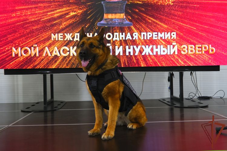 Служебная собака Росгвардии стала лауреатом Международной премии «Мой ласковый и нужный зверь»