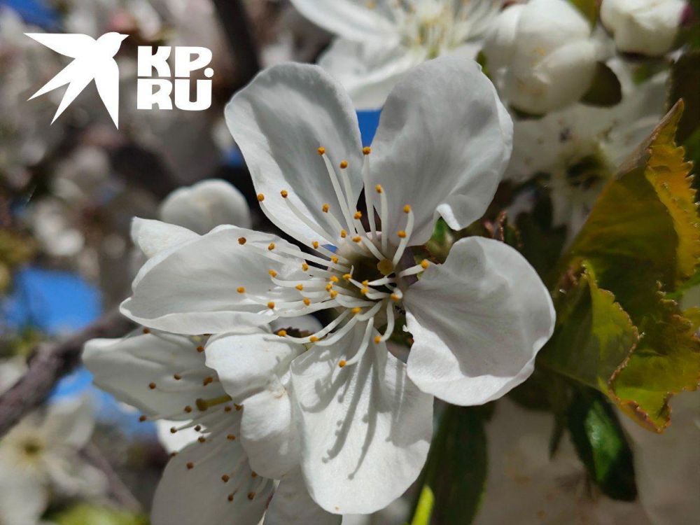 Жителей ЛНР предупредили об опасных заморозках