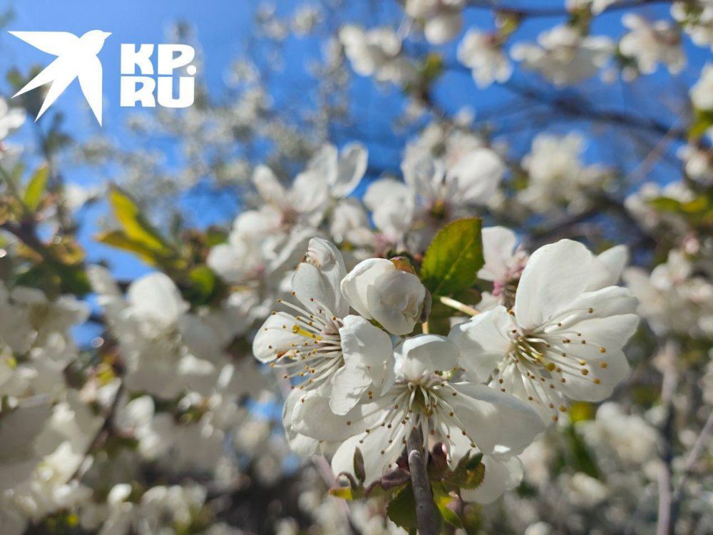 В ЛНР синоптики прогнозируют до +26 градусов 22 апреля