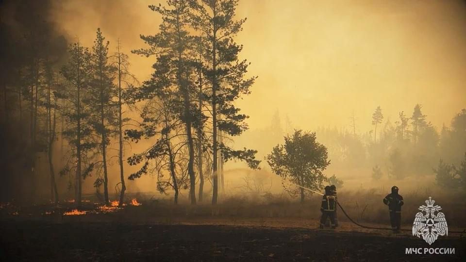 В ЛНР выгорело 1600 гектаров территорий