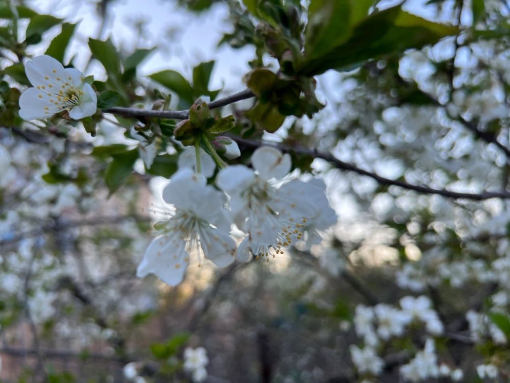 � ��� ����� ��������� ������� ���������