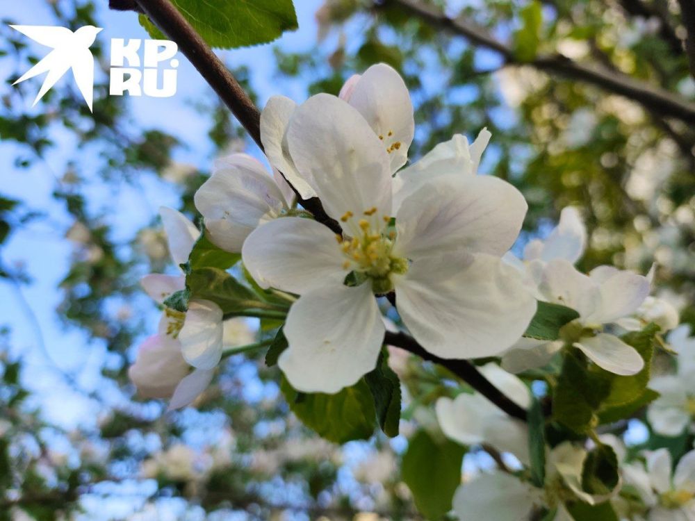 ���. ������������ �� @kp_lnr