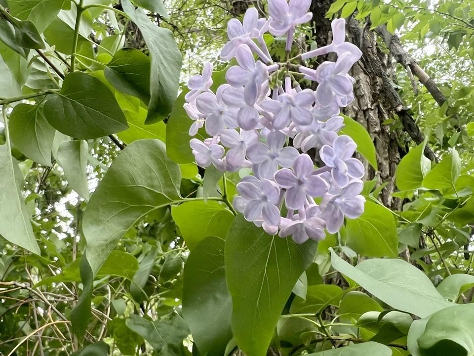 В Луганске 5 мая ожидается тёплая погода с переменной облачностью