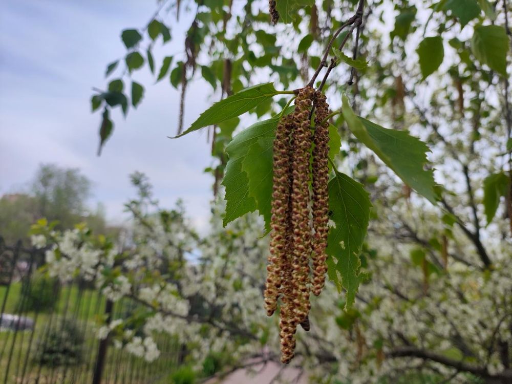 � ��� ��������� ����� 7 ���