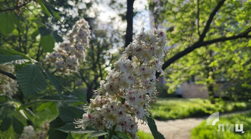 ��������� ������������ 10 ��� � ��� �� 17 �������� �����, �����, ����� � ������ � �������� �����