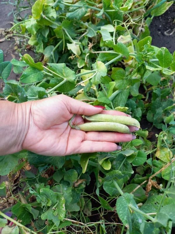 ������� ��� ������ ������������� �������: ����� ����� �������� � ��� ������� ������?