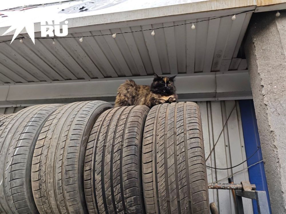 �������� �����������. ������������ �� @kp_lnr