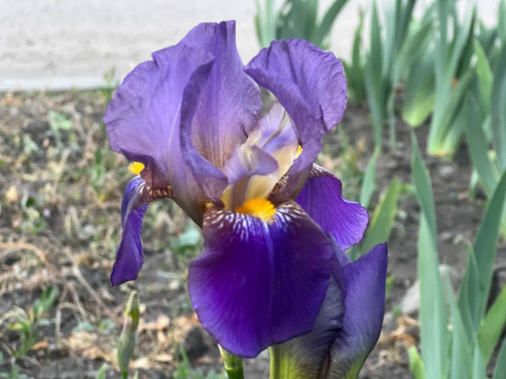 Синоптики обещают дожди и грозы в Луганске 18 мая