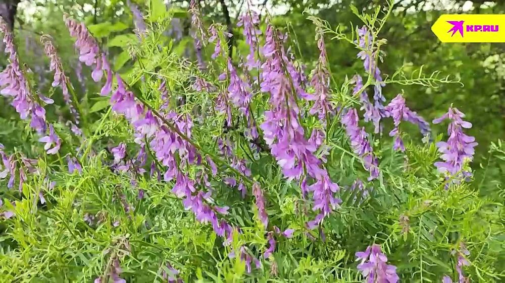 �� �������. �������� �����������, �� ����� ����� �� �������