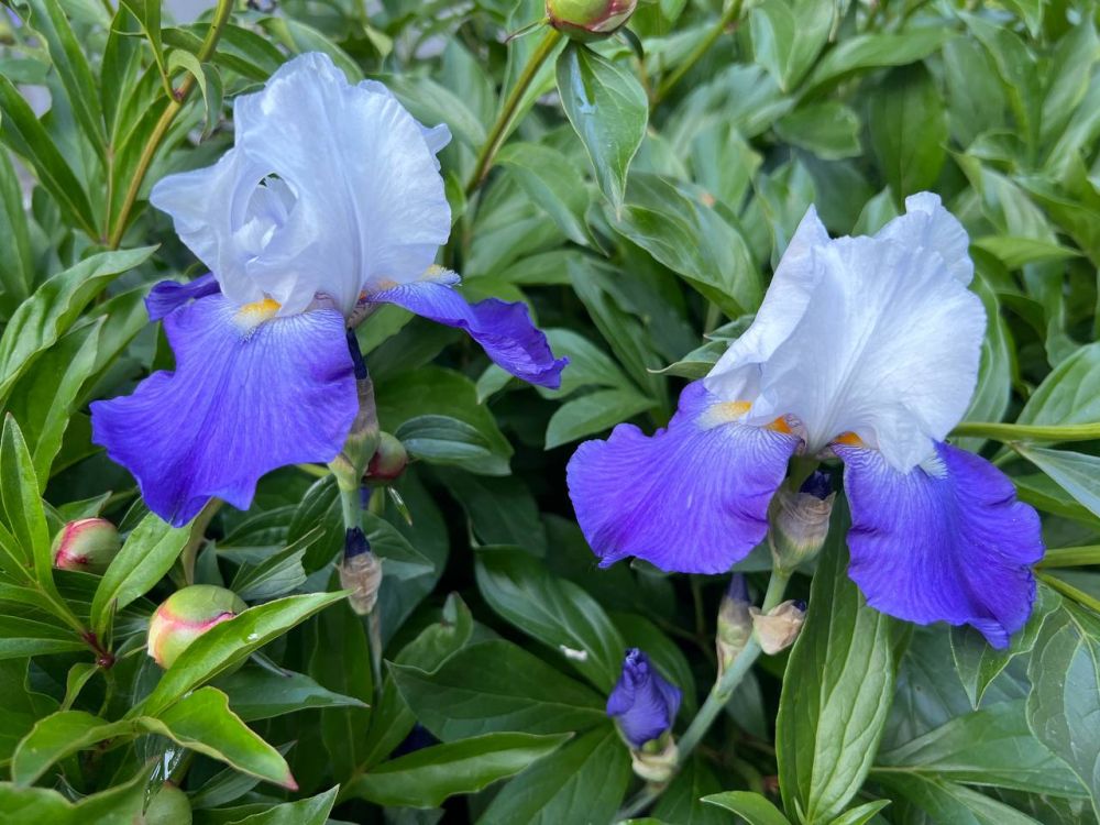 �����, ����� � ���������� ����� ������� ��������� � ��� 21 ���