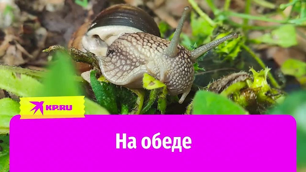 ����������� ������ ����� ��������� ����� �� ����� � ��������