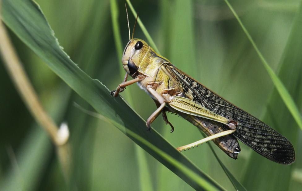 Саранча в ЛНР: есть ли угроза урожаю? Эксперты Россельхозцентра дали ответ