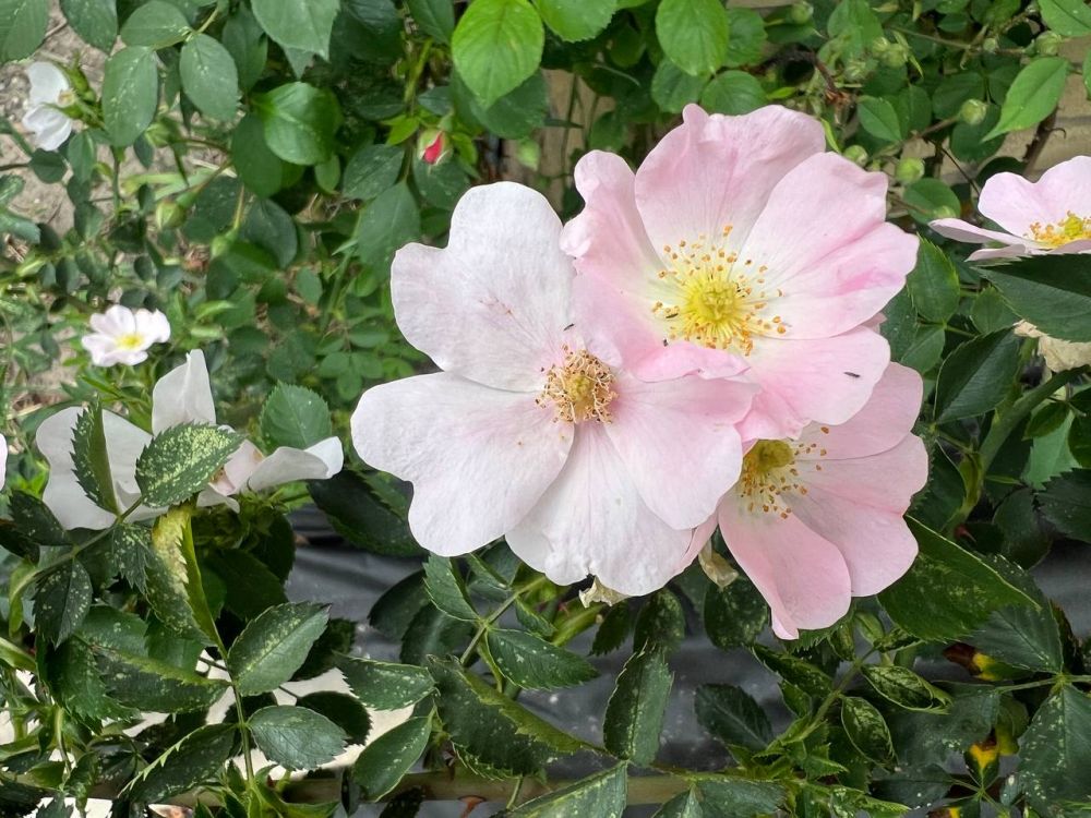 � ��� 26 ��� ��������� �� +30��