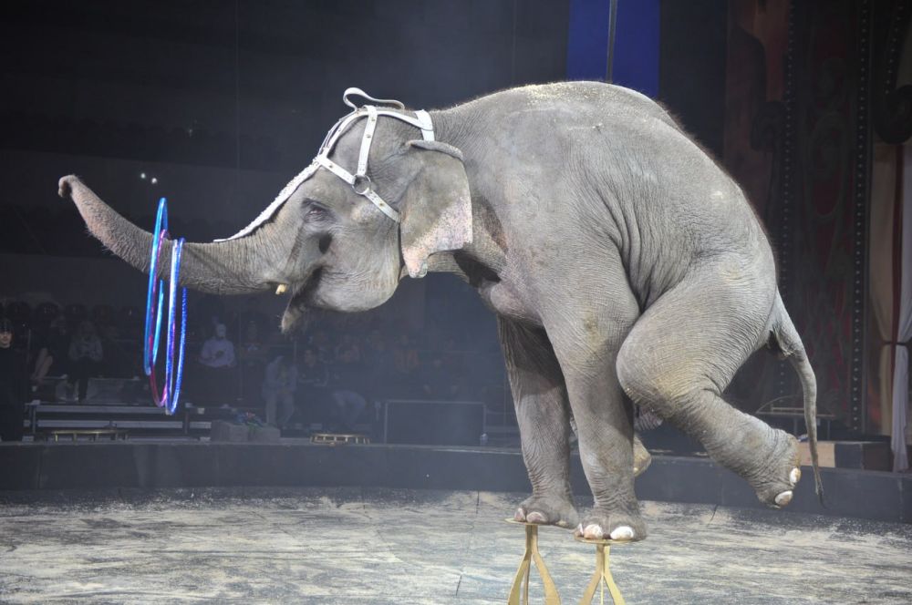 ����������� ���� ������� � �������