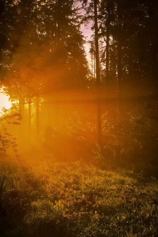 �������� ���� ����� �������