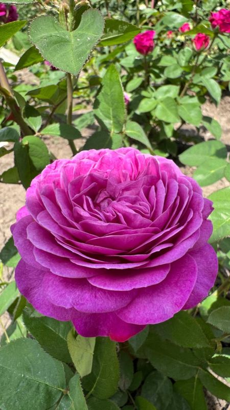 ������ ���� � ���������. �������, ����� ��� �������, �� ���