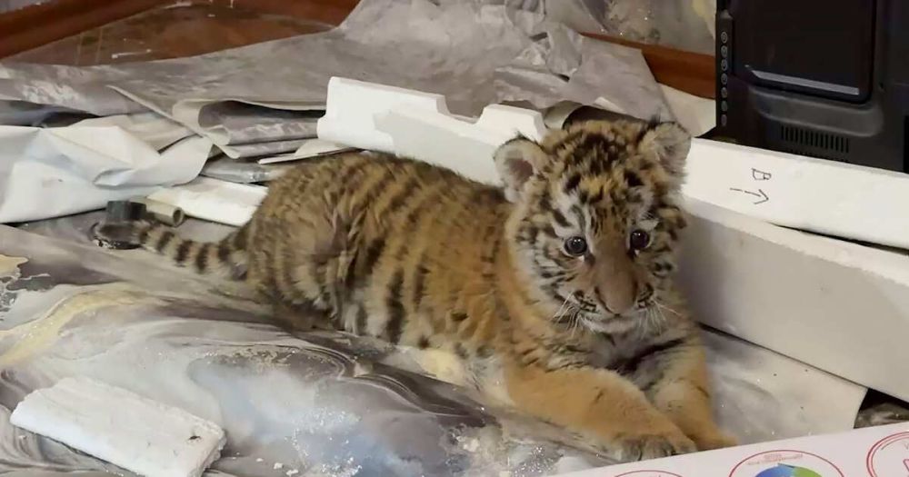 �������������� ��������� ����� ����� � ����� ���� � ���