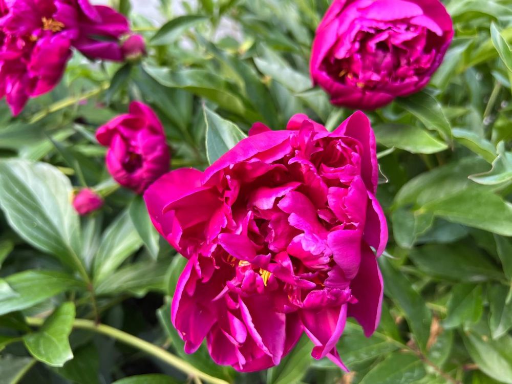 Ҹ���� ������ ��� ������� ��������� � ��� 27 ���