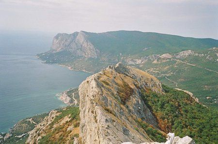 Слоны, тигры и змеи: какие последствия грозят за содержание дома экзотических животных