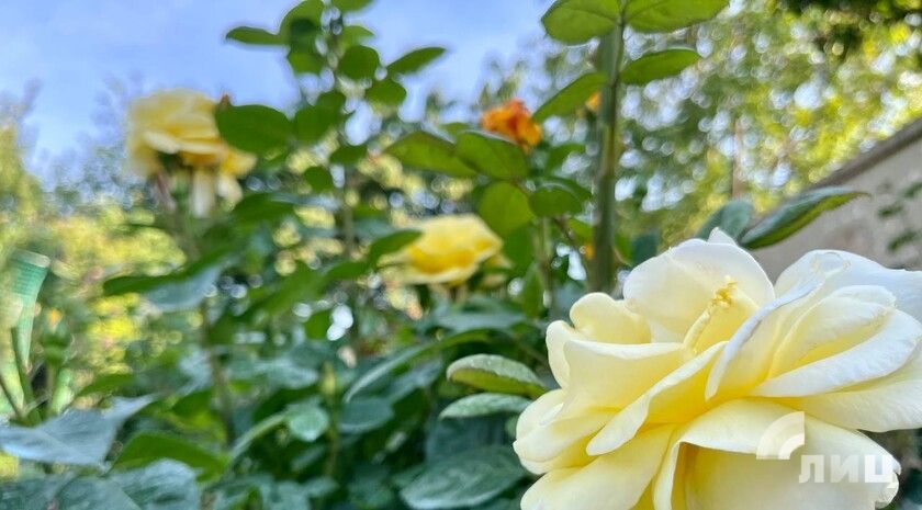 ��������� ������������ 5 ���� � ��� �� 29 �������� �����