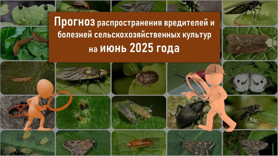 ������� ������� ��������������� ���������� � �������� �������������������� ������� �� ���� 2025 ����