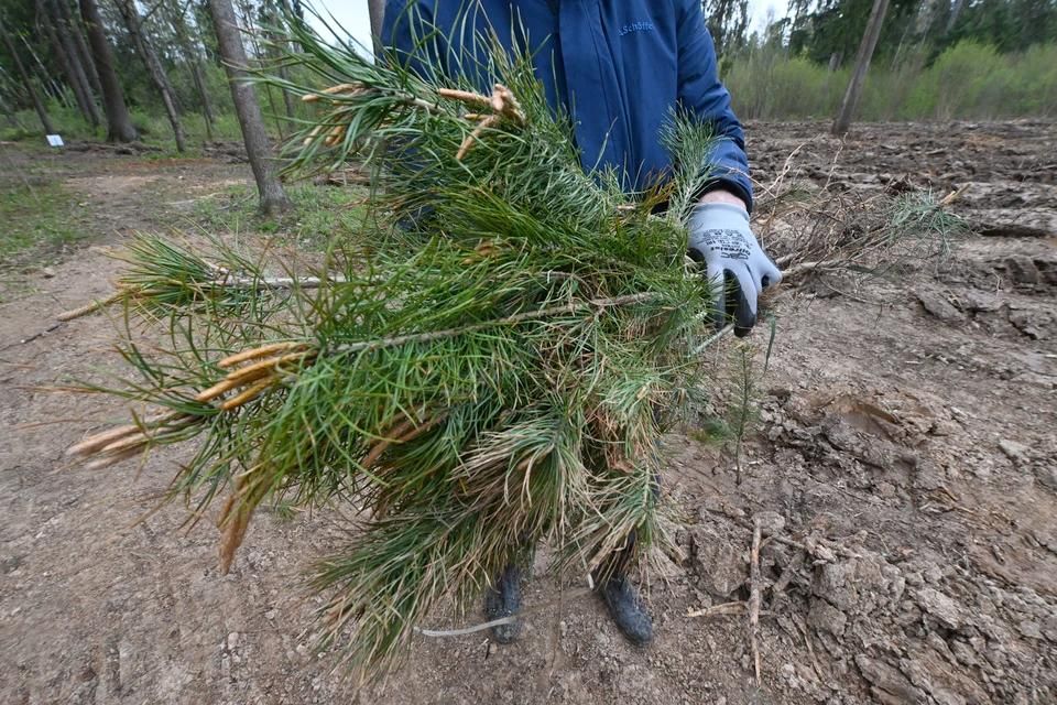 «С 2023 года в ЛНР высажено почти 950 гектаров леса»: Глава ЛНР поздравил жителей с Днём эколога