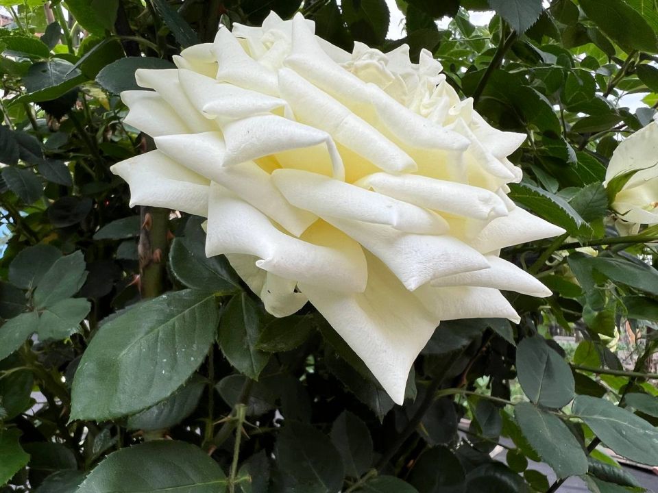 ����� � ����� ������������ ��������� � ��� 7 ����