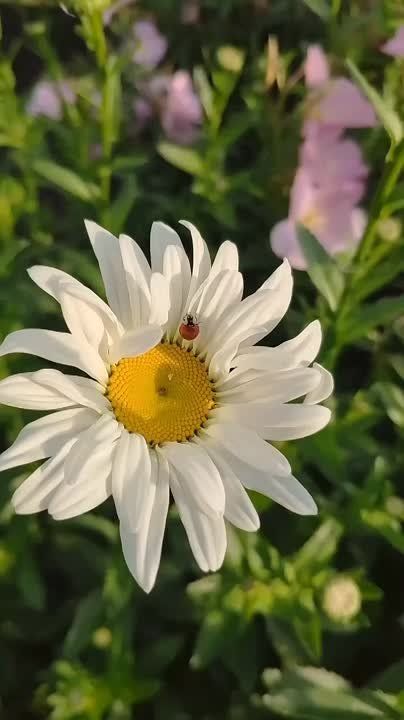 �������� �����, ����� ������������ ��������, ���� ������� �� ���������� ����� � ������, ��� ������ ��� ���� ��������