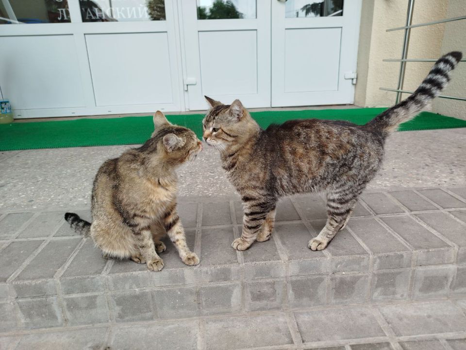 #ушилапыхвост. Знакомьтесь: смотритель Станично-Луганского краеведческого музея кот Бегемот и экскурсовод - кошка Любовь Дмитриевна Кот Бегемот живет в музее более семи лет