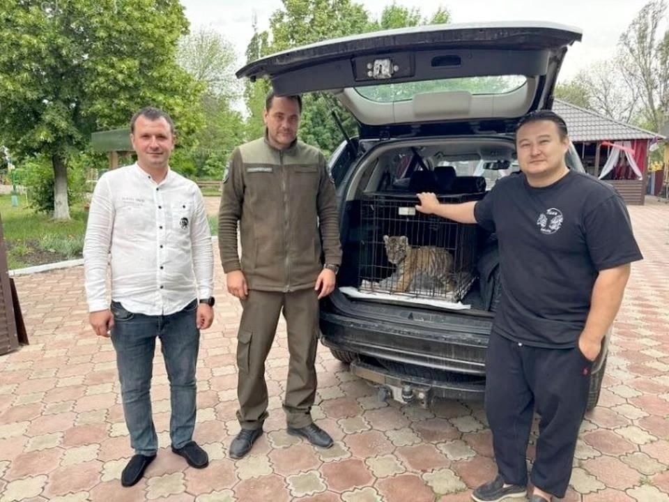 Найденный в Стаханове амурский тигрёнок переехал в Ленинградскую область