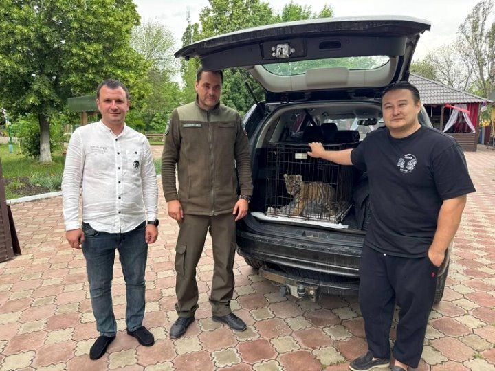 Трехмесячного краснокнижного амурского тигренка, найденного в одной из квартир Стаханова, передали на временное содержание в специализированное учреждение