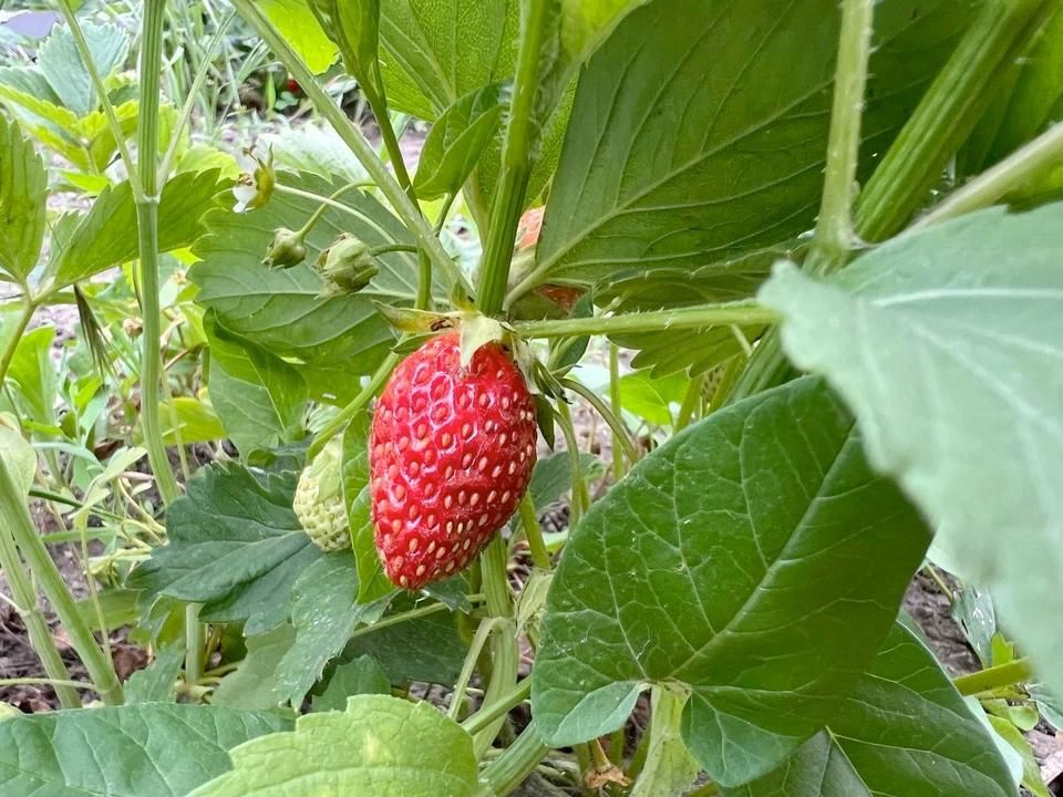 Синоптики в ЛНР обещают дожди и грозы 10 июня