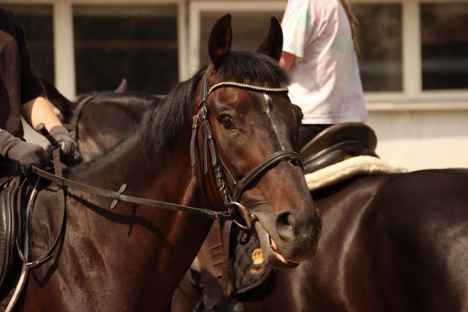 Народный Фронт ЛНР организовал экологическую экскурсию в конно-спортивную школу