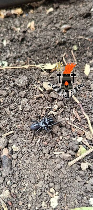 � �������� ���������� ����������� ����������� �����